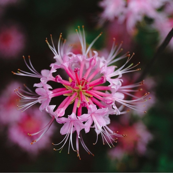 Meet your Posher, Carol - Picture 4 of 4